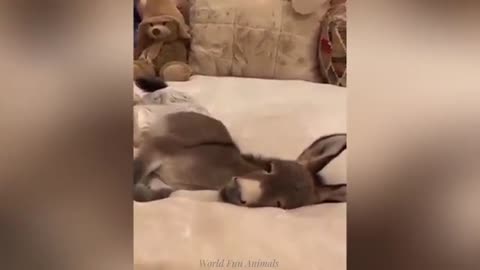 "Cuteness Attack! The Funniest Animals on the Internet"