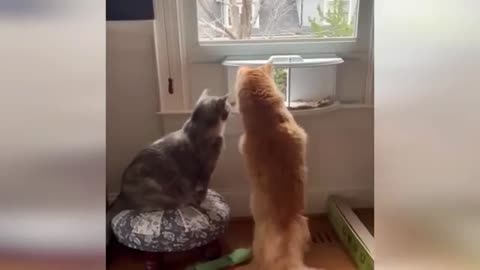 "Cuteness Attack! The Funniest Animals on the Internet"