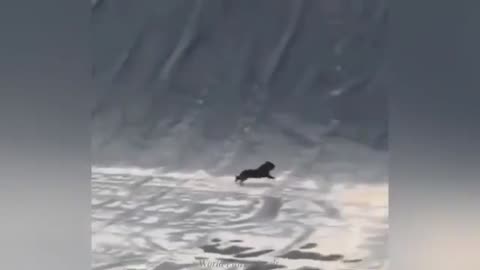 "Cuteness Attack! The Funniest Animals on the Internet"
