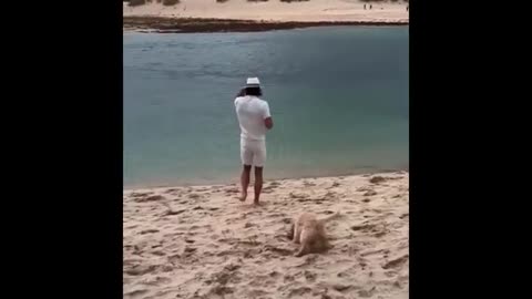 "Cuteness Attack! The Funniest Animals on the Internet"