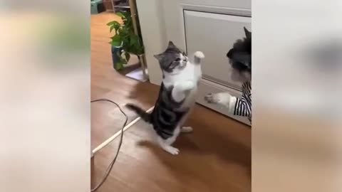"Cuteness Attack! The Funniest Animals on the Internet"
