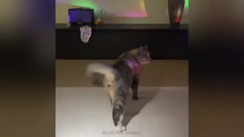 "Cuteness Attack! The Funniest Animals on the Internet"
