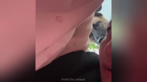 "Cuteness Attack! The Funniest Animals on the Internet"