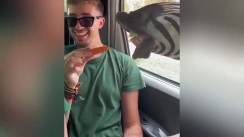 "Cuteness Attack! The Funniest Animals on the Internet"