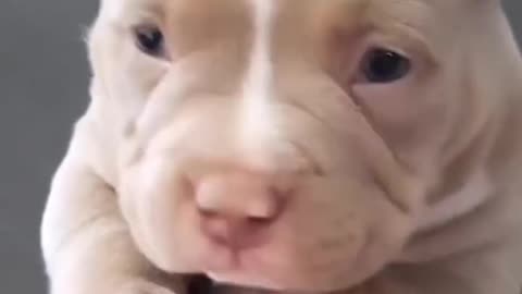 Boop! Puppy Reacts So Cute When You Touch His Nose / Cățelușul Reacționează Adorabil 👃💕