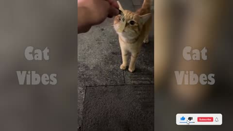 🙀 Epic Cat Moments Caught on Camera 🎥🐾