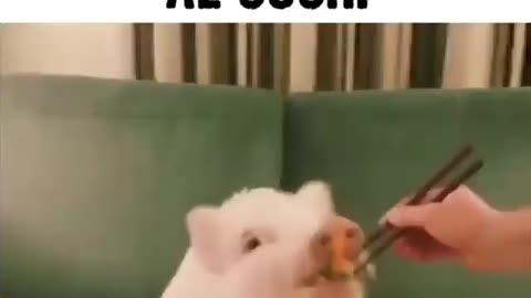 Every time I go at the Japanese restaurant