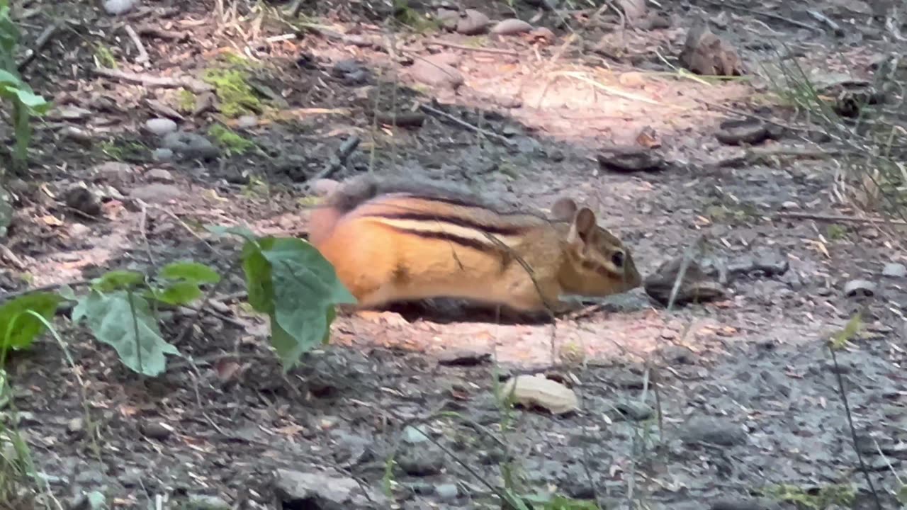 Chipmunk friend stopped by