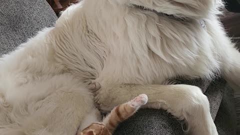 Great Pyrenees Loves Orange Kitten