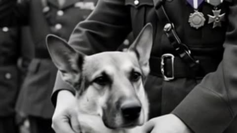 Chips – The Dog Who Took Down a Machine Gun Nest