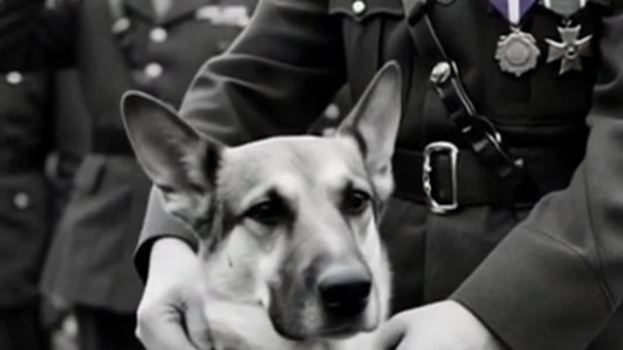Chips – The Dog Who Took Down a Machine Gun Nest