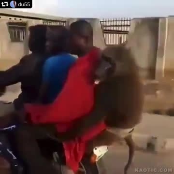 3 apes and 1 monkey on a motorcycle