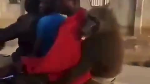 3 apes and 1 monkey on a motorcycle