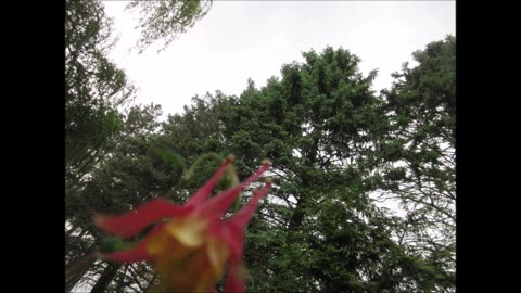 Sweet Joy Of Our Senses Columbine Sept 2025