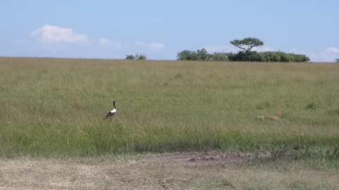 Lion Chases Deers