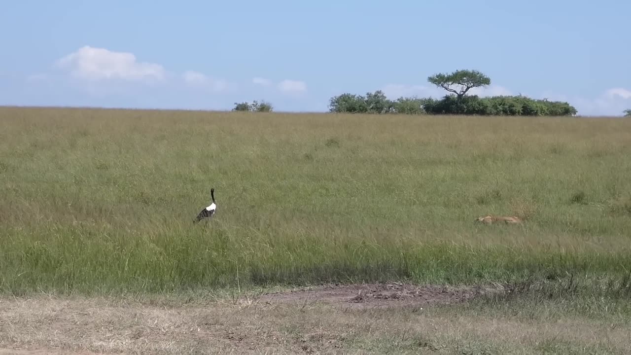 Lion Chases Deers