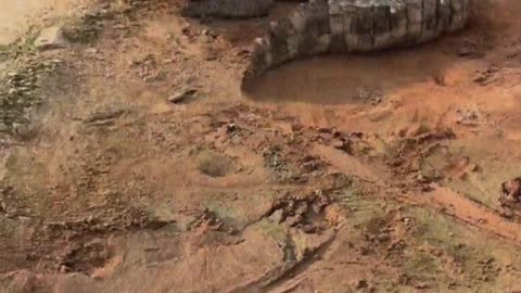 These crocodiles are afraid of shovels.