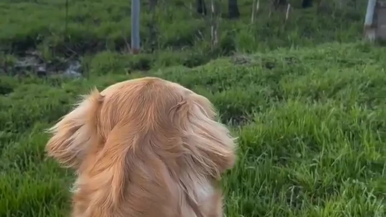 🐮😂 What Does the Cow Say? | FunFM