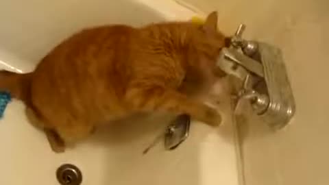 Cat drinking out of spout