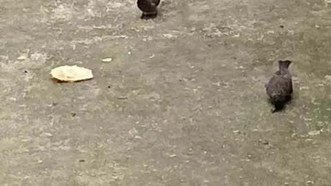 Nice bird