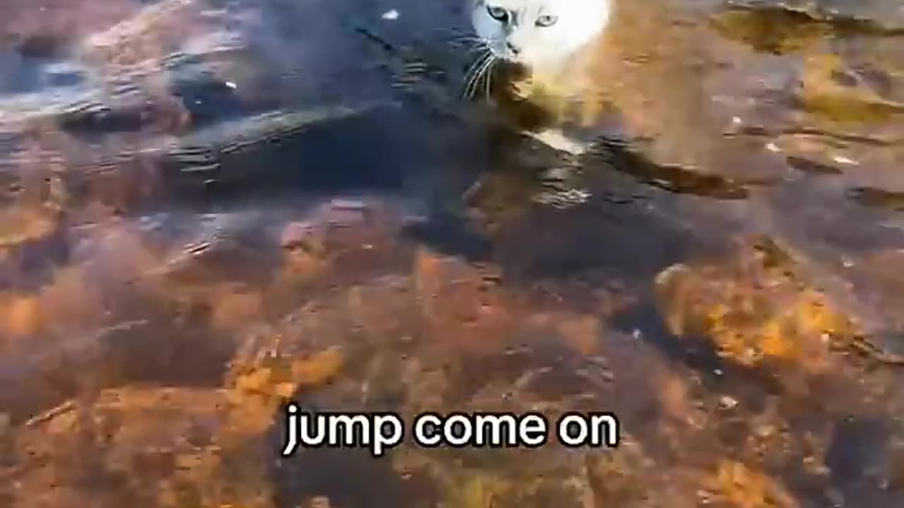 Funny and crazy Pets