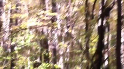 Part2 momma bear comes running at people.