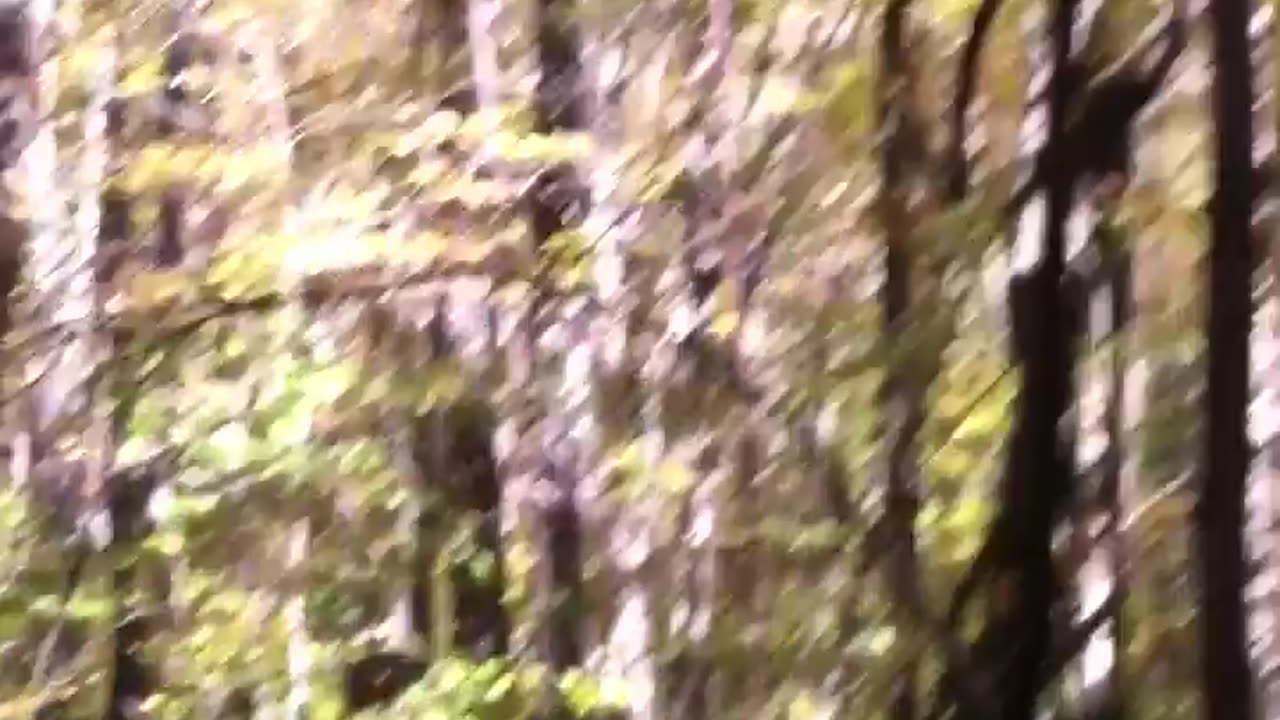 Part2 momma bear comes running at people.