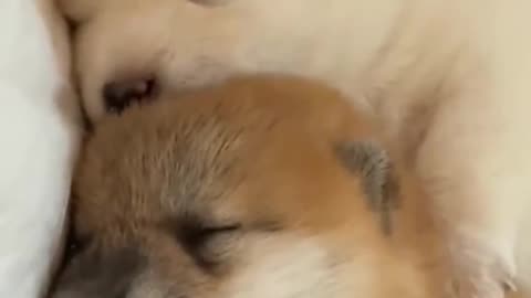 "Overly Emotional Dogs That Deserve an Oscar 🎭🐶"