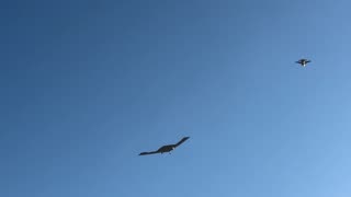 Second B-21 Radar Undergoing Flight Testing Escorted by F16