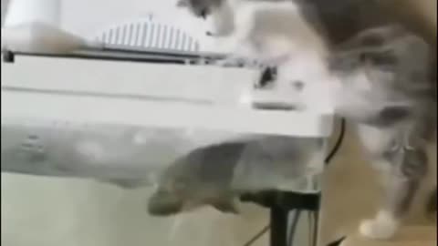 Funny fish attack on cat videos