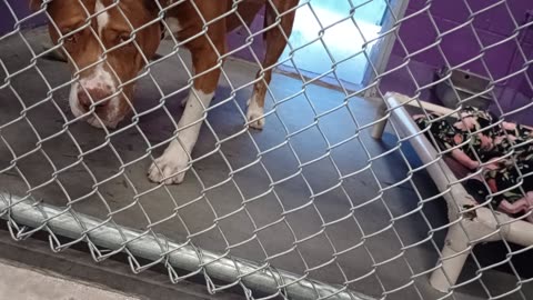Edelweiss 6y Pet Id 948323 kennel 16 HSSAZ shelter we got together a few times lovely guy20250725806