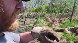 May 25, 2025 - Good catch, HUGE BEAVER!