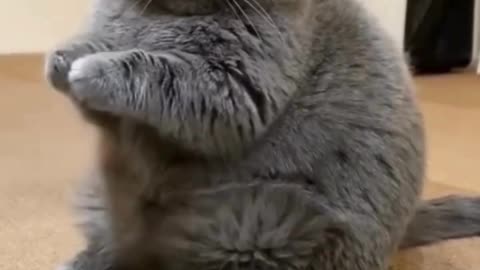 Nice &👍😍 Heartwarming Cat🌹❤️Videos to Brighten Your Day! 🐱VnyCatVideos"#CuteKitties