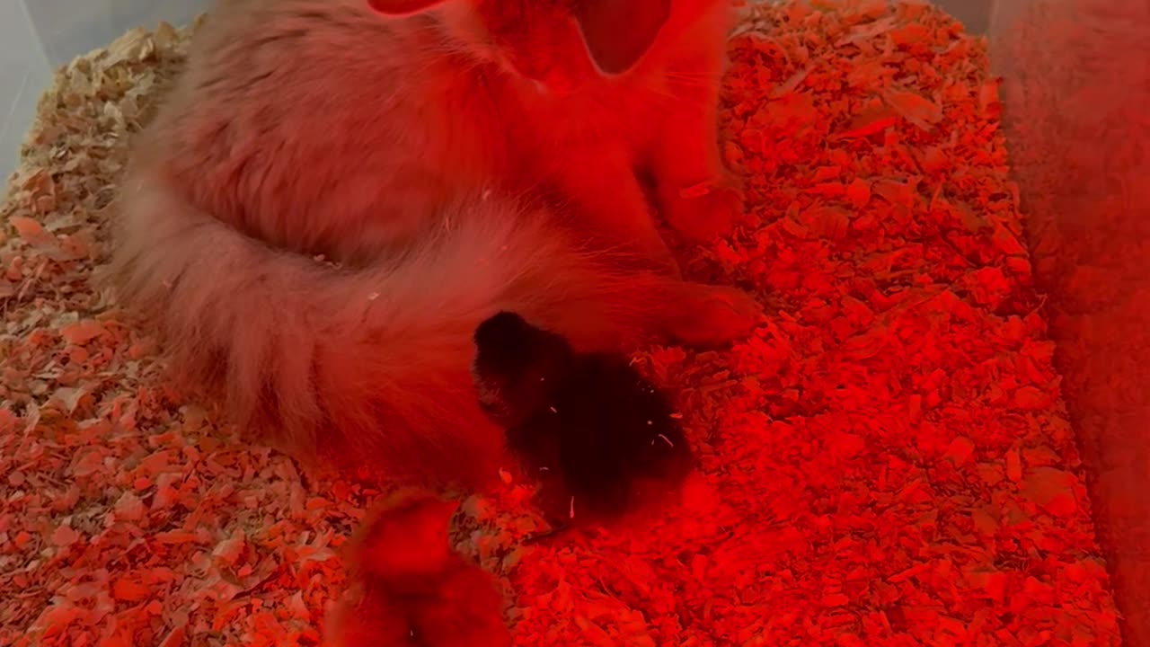Cat Joins Chicks Inside Incubator