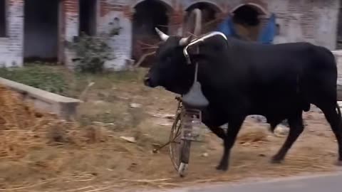 Funny shorts animal viral videos