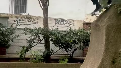 🤯🎯 Crazy Drop In by Itsapirateslife! Watch and Cringe! | SkateNation