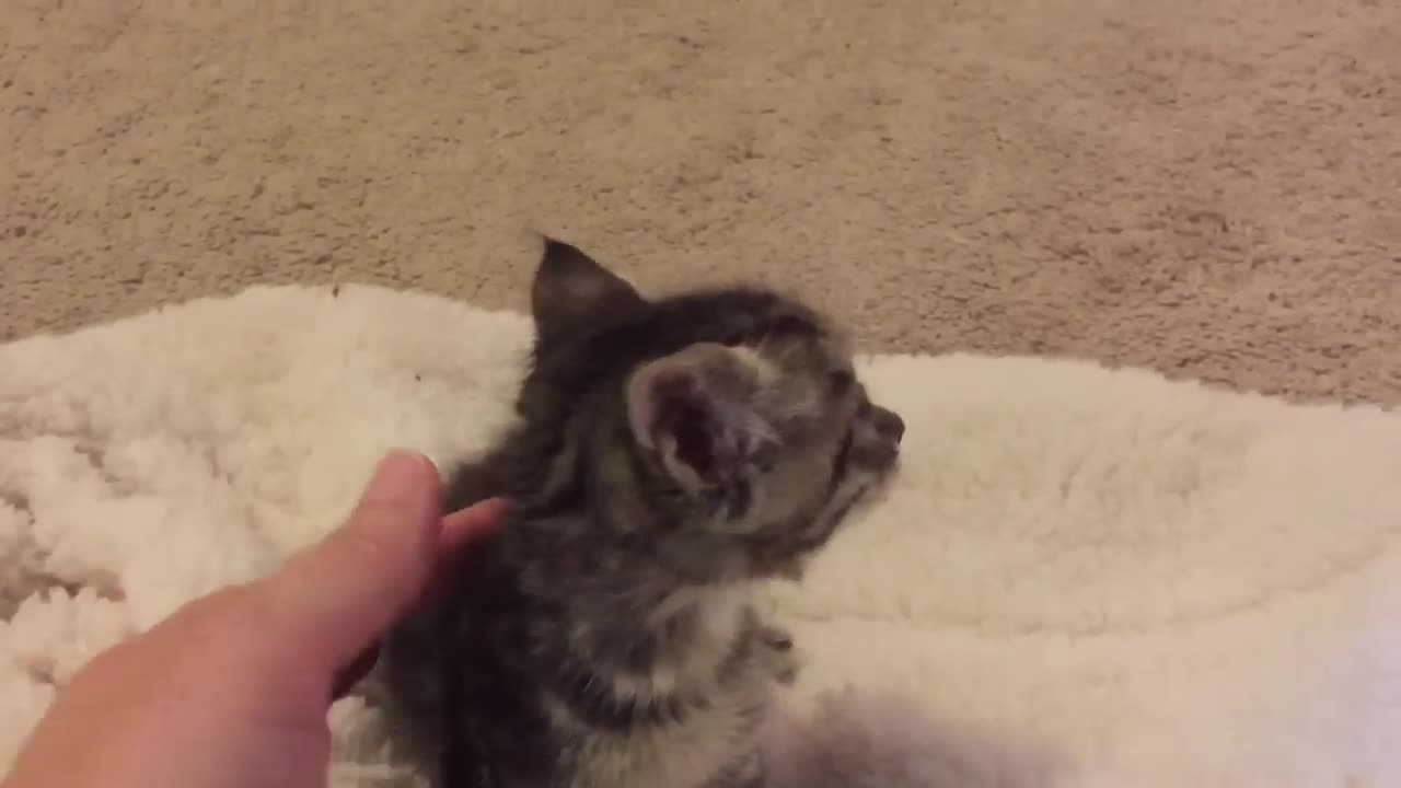 I chat with a 3 week old 😺 kitten