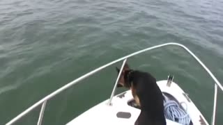 Pet Dog Swimming