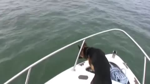Pet Dog Swimming