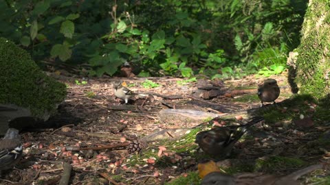 Live : Cat TV for Cats to Watch 😺 Cute Chipmunks, Birds, Squirrels 🐿 Nature Fun 4K HDR