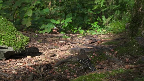 Live : Cat TV for Cats to Watch 😺 Cute Chipmunks, Birds, Squirrels 🐿 Nature Fun 4K HDR