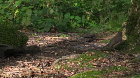 Live : Cat TV for Cats to Watch 😺 Cute Chipmunks, Birds, Squirrels 🐿 Nature Fun 4K HDR