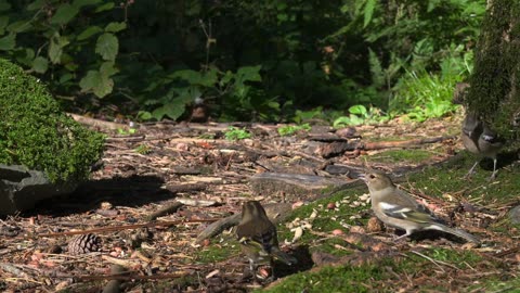 Live : Cat TV for Cats to Watch 😺 Cute Chipmunks, Birds, Squirrels 🐿 Nature Fun 4K HDR