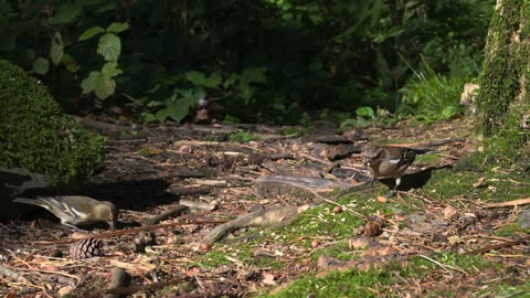 Live : Cat TV for Cats to Watch 😺 Cute Chipmunks, Birds, Squirrels 🐿 Nature Fun 4K HDR