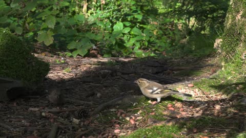 Live : Cat TV for Cats to Watch 😺 Cute Chipmunks, Birds, Squirrels 🐿 Nature Fun 4K HDR