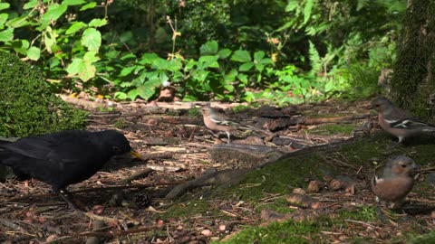 Live : Cat TV for Cats to Watch 😺 Cute Chipmunks, Birds, Squirrels 🐿 Nature Fun 4K HDR