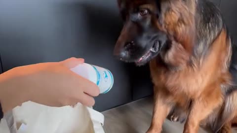 Dog's Comedy Videos 🤣 so cute videos 😍 funny pictures 😂 so cute picture and puppies comedy Videos 🤣