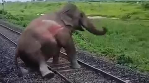 Breaking: elephant accident #aesthetic #wildlife #elephante #wildpredator #anim