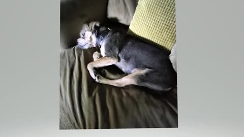 Got up off the couch, to get more coffee, on a rainy day of reading and came back to this!!!