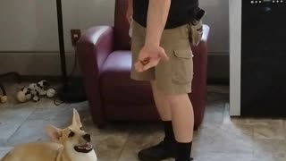 Julius short 1